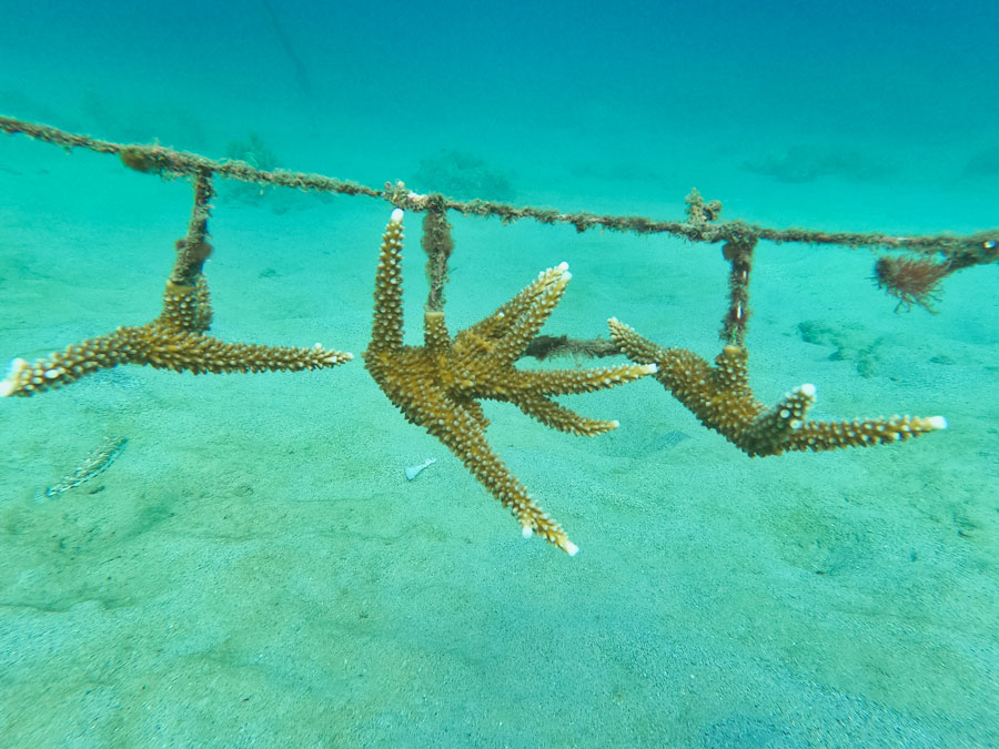 Guarderia corales Tayrona